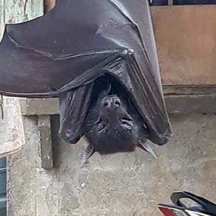 황금볏과일박쥐?…실제인가 합성인가