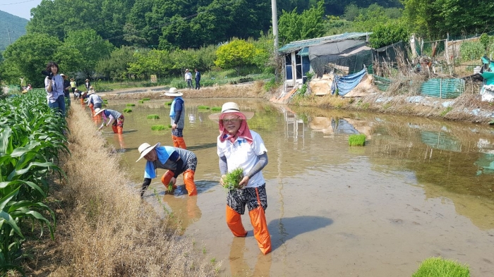 농협군포시지부, 도ㆍ농 협동전통모내기 행사 개최