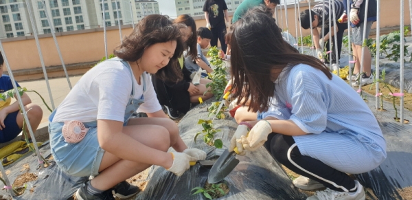 마송중앙초, 옥상텃밭 이용한 친환경 학교농장 운영