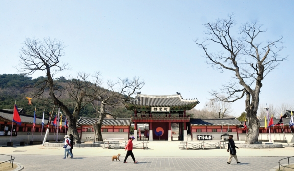 수원시, 화성행궁 수백살 정승나무 보존계획 수립한다
