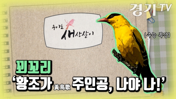 [영상] 황조가(黃鳥歌) 주인공, 나야 나! | 꾀꼬리 | 우이도 새상살이