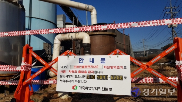 [현장] 화성 산란계 농장서 살처분…올해 도내 4번째