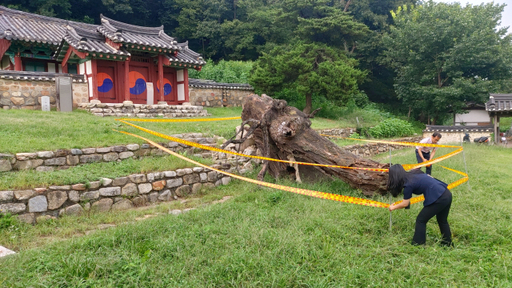 파주시 파산서원 느티나무 고사목 재활용