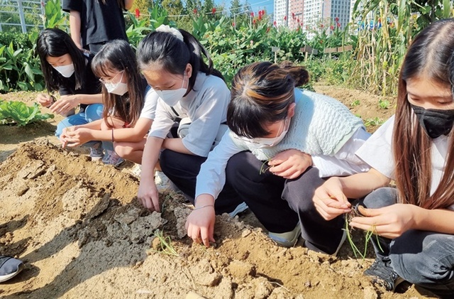 [꿈꾸는 경기교육] 시흥 함현초, 이웃과 함께 ‘공동체 텃밭 가꾸기’