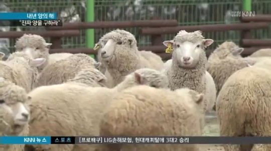 내년은 양의 해, 양을 확보하라