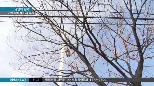 매장 가린다 가로수에 제초제까지..