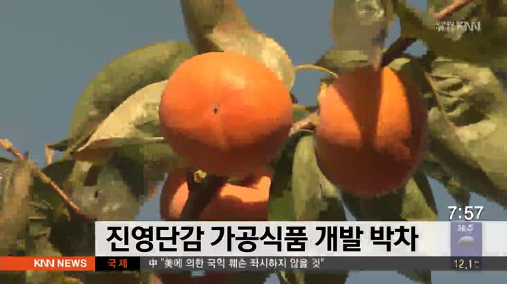 진영단감 가공식품 개발박차