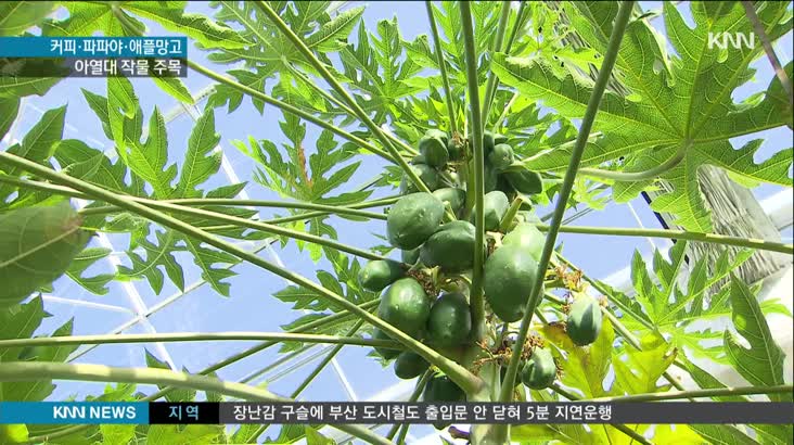 고성, 아열대 농산물에 주목