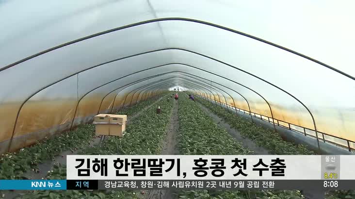 김해 한림딸기 홍콩으로 첫 수출