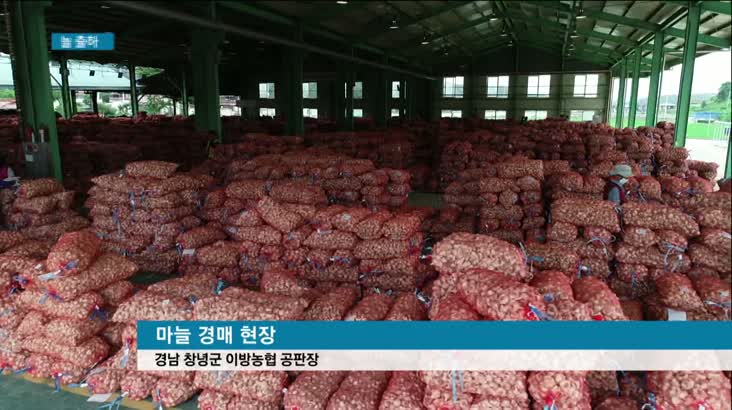 마늘 본격 출하, 가격은 &apos;들쭉날쭉&apos;