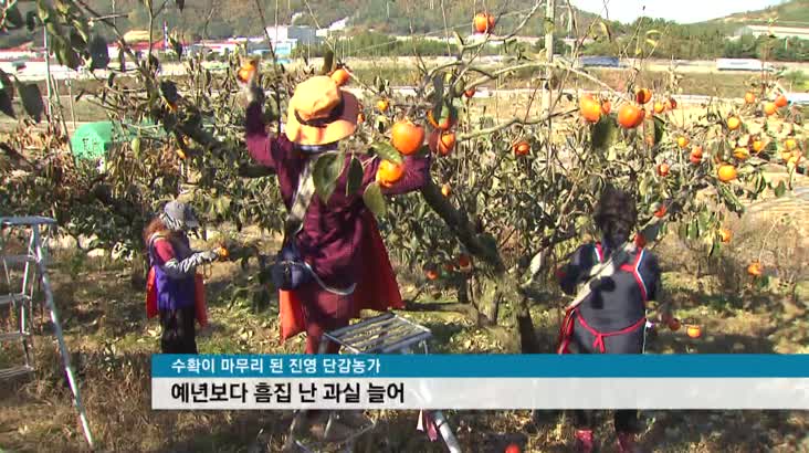 &apos;상처난 과일&apos; 급증, &apos;제 값 못 받아&apos;