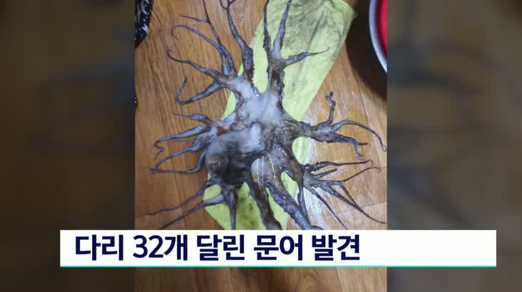 다리 32개 달린 문어 발견