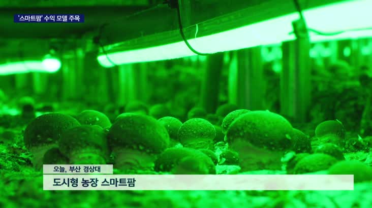 도심 농장 스마트 팜 수익모델로 주목