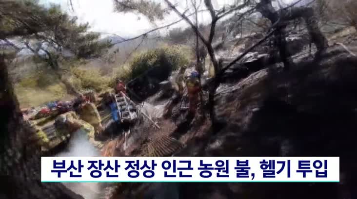 부산 장산 정상 인근 농원에서 불, 헬기 투입