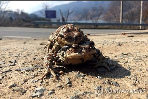 두꺼비를 황소개구리로 알고 먹은 40대 사망 갈색을 띠며 융기가 있는 것 두꺼비