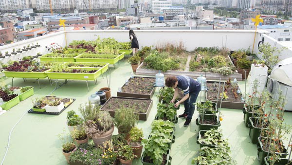 옥상텃밭·쿨루프로 폭염 저감효과 “쏠쏠하네”