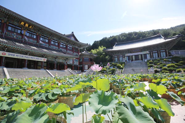 연꽃 수놓인 삼광사, 함께 거닐며 더위 날려요