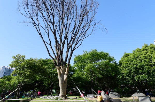 BRT공사로 옮겨심은 70살 느티나무, 1년6개월 만에 끝내 고사…10일 제거