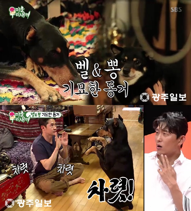 SBS 미운우리새끼 배정남, 도베르만 벨&시바견 춘뽕 너무 귀여워