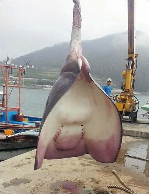 만타가오리 특징, 대형 가오리랑 뭐가 달라?