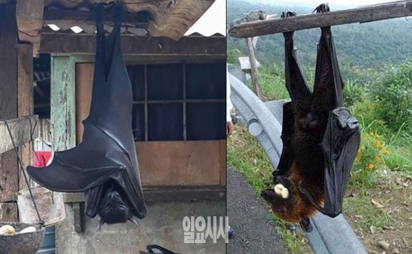 황금볏과일박쥐, 사람 능가하는 크기에 경악…흡혈종 아니지만 질병 퍼트릴 가능성 있어