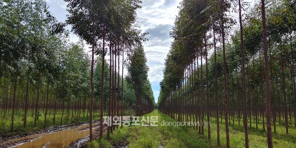 산림청, 해외산림자원 개발사업 지원사업자 모집