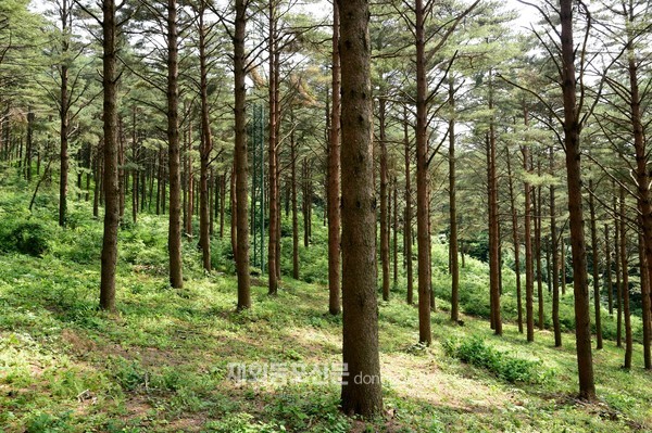 산림청, 9월 국유림 명품숲에 함양 삼봉산 금강소나무 숲 선정