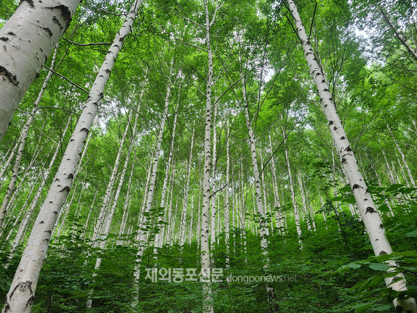 산림청, 8월 국유림 명품숲에 검마산 자작나무숲 선정