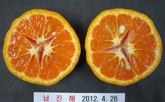 [제주]새콤달콤 신상 감귤 남진해  3일 첫 출하