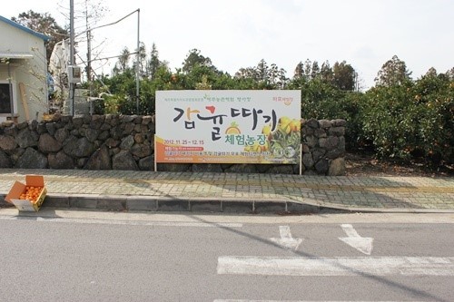 제주감귤열매따기 체험 농장으로 관광객을 초대합니다!
