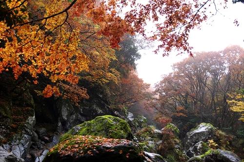 한라산, 오색빛깔 단풍 떨어지고 겨울 채비
