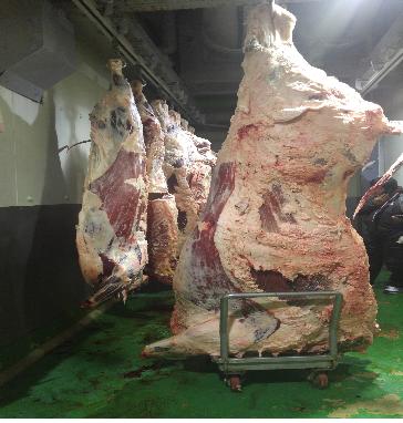 도체중 779kg, 1++등급 슈퍼 한우 제주 화제