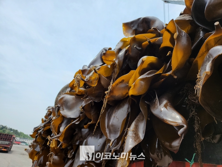 바다의 다시마가 육지에 상륙한 까닭은?