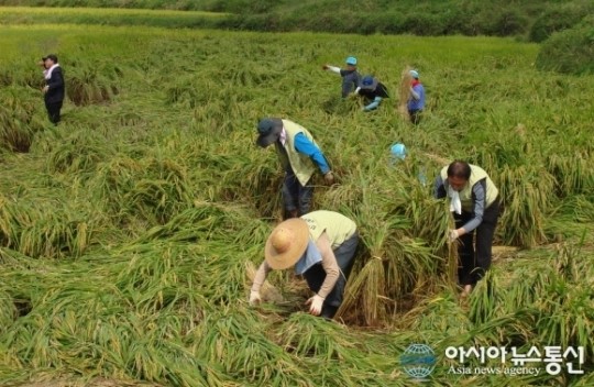 농어촌公 칠곡지사, 태풍 산바 피해 농가 돕기 나서