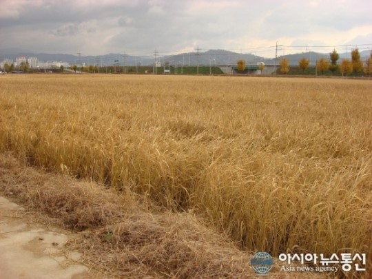 농어촌公 칠곡지사, 농경지리모델링사업 준공후 풍년농사 실현