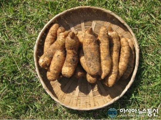 무주천마 지리적 표시 심사 통과