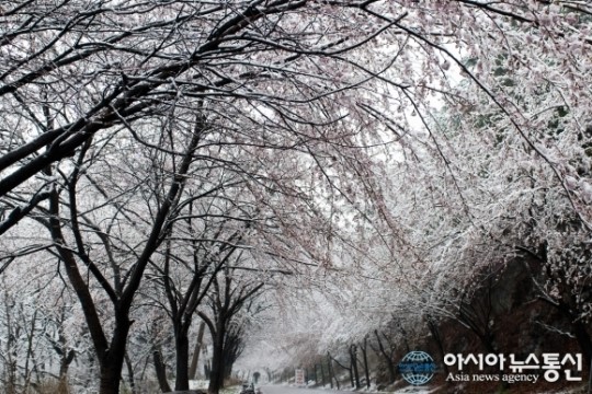 41년 만의 눈, 보령 옥마산 벚꽃축제 연기