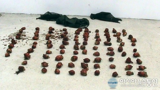 속초해경, 수산물 불법 채취한 스쿠버 검거