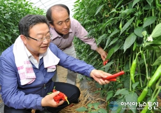 음성청결고추, 한국판 기네스 대한민국 최고기록 인증