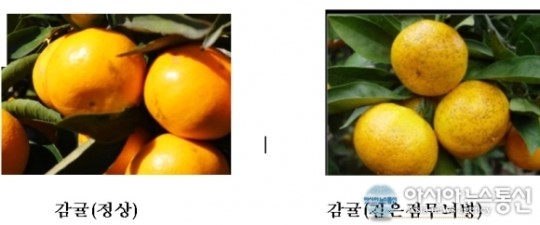 제주감귤, 美 농약 허용기준 완화...수출물량 확대 될 듯