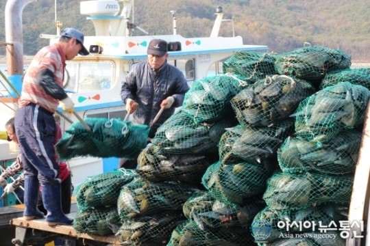 보령 오천항 키조개 채취 출하로 활기