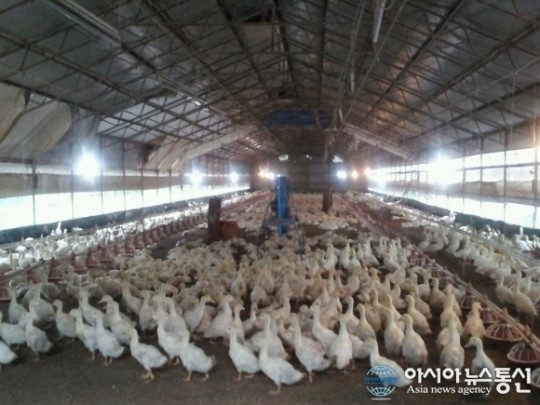 셀레늄 약선오리 농장, 거대한 오리농장