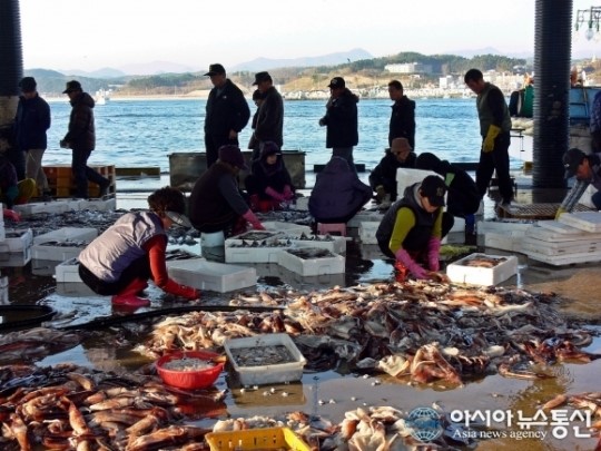 (단독) 울진 가을 오징어 성업...어민들 즐거운 비명