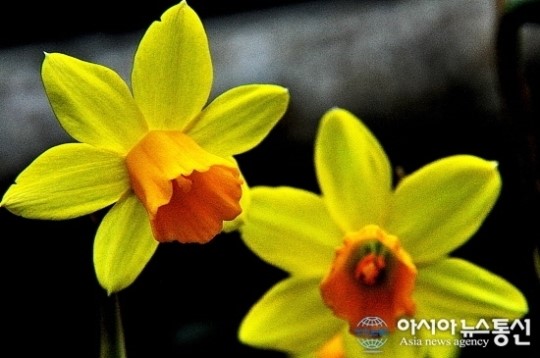 [입춘]춘천 화원, 입춘한파 속 활짝 핀 쌍둥이 수선화