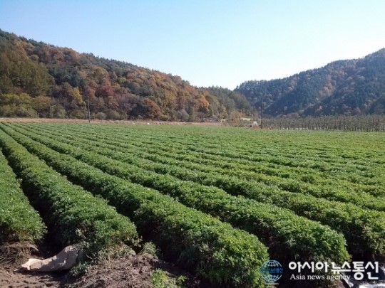 제천시 우수약초 생산 적극 지원