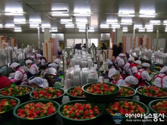 진주시 ”농산물 수출 올해도 지속적인 성장” 이룬다.