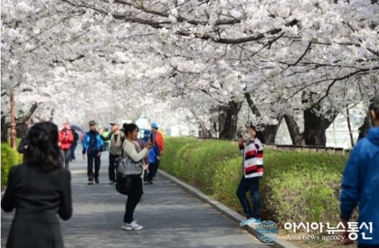 동대문구, 군자교∼이화교 구간 장안 벚꽃길