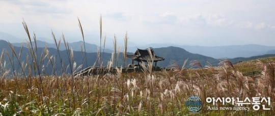 합천 황매산 억새 절정