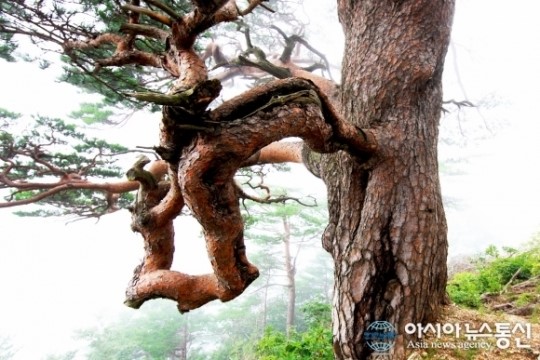 울진금강송 세계유산 등재 추진 다짐대회
