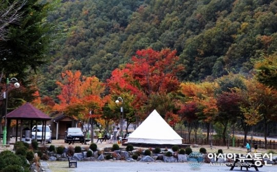 단양군 오토캠핑장 가을정취 인기